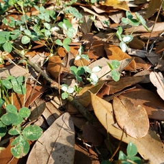 Porphyrosela minuta