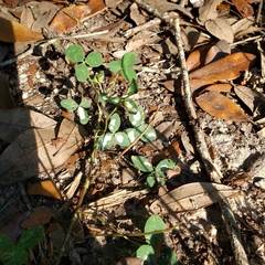 Porphyrosela minuta