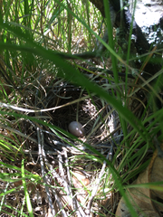 Pipilo erythrophthalmus