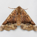 Pero Moths - Photo (c) Jim Johnson, some rights reserved (CC BY-NC-ND), uploaded by Jim Johnson