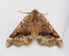 Pero Moths - Photo (c) Jim Johnson, some rights reserved (CC BY-NC-ND), uploaded by Jim Johnson