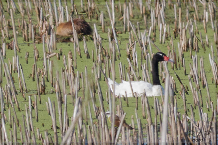Black-necked Swan