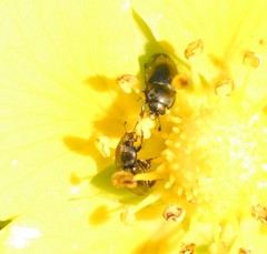 Brassicogethes aeneus