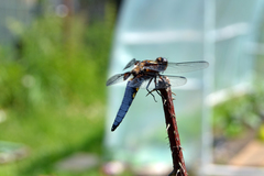 Libellula depressa