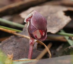 Corybas unguiculatus