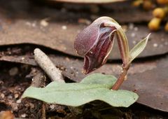 Corybas unguiculatus