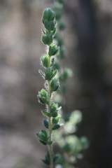 Cliffortia polygonifolia polygonifolia