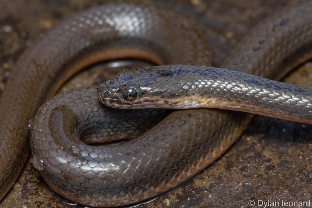 Dusky-bellied Water Snake