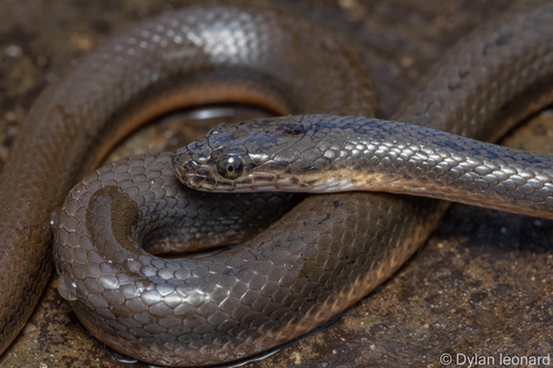 Dusky-bellied Water Snake