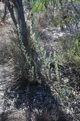 Cliffortia polygonifolia polygonifolia