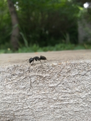 Formicidae