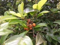 Pittosporum pentandrum