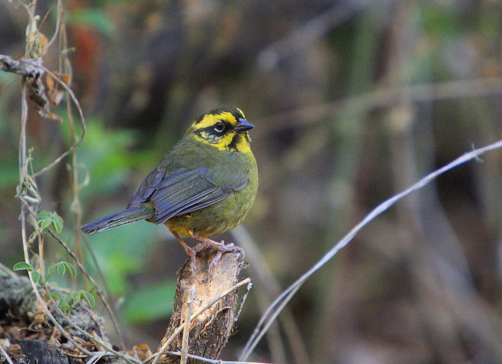 Yellow-striped Brushfinch photo