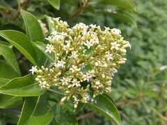 Pittosporum pentandrum