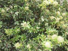 Pittosporum pentandrum