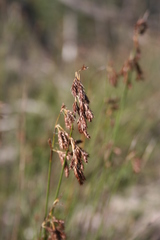Thamnochortus punctatus