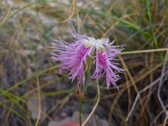 Dianthus broteri
