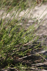 Thamnochortus punctatus
