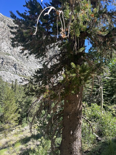 Image of Pinus balfouriana by (c) Steve Matson, some rights reserved (CC BY)