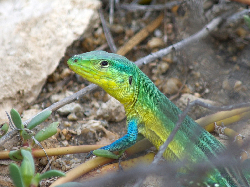 Dotted Racerunner