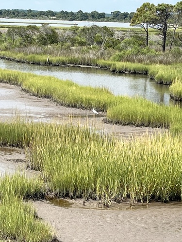 Snowy Egret photographed in Maryland