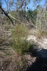 Thamnochortus punctatus