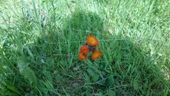 Pilosella aurantiaca
