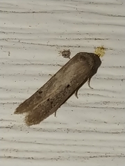 Holcocera chalcofrontella