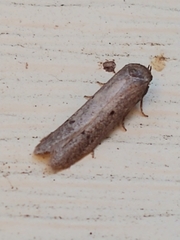 Holcocera chalcofrontella