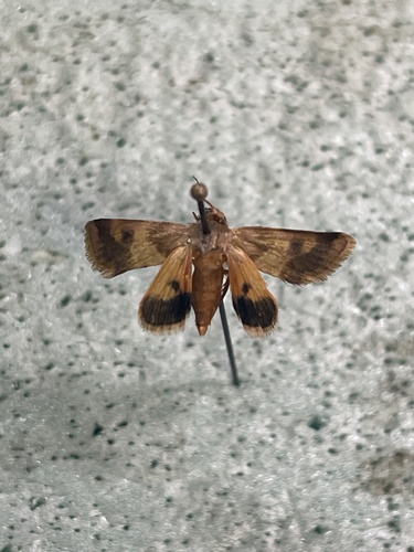 Lynx Flower Moth photo 4