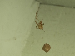 Parasteatoda tepidariorum