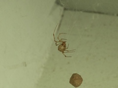 Parasteatoda tepidariorum