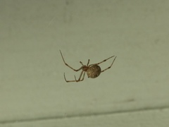 Parasteatoda tepidariorum