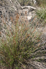 Thamnochortus punctatus