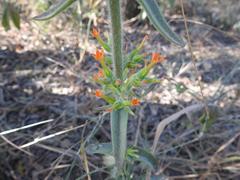 Kalanchoe lanceolata