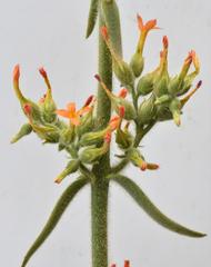 Kalanchoe lanceolata