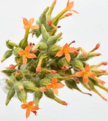 Kalanchoe lanceolata