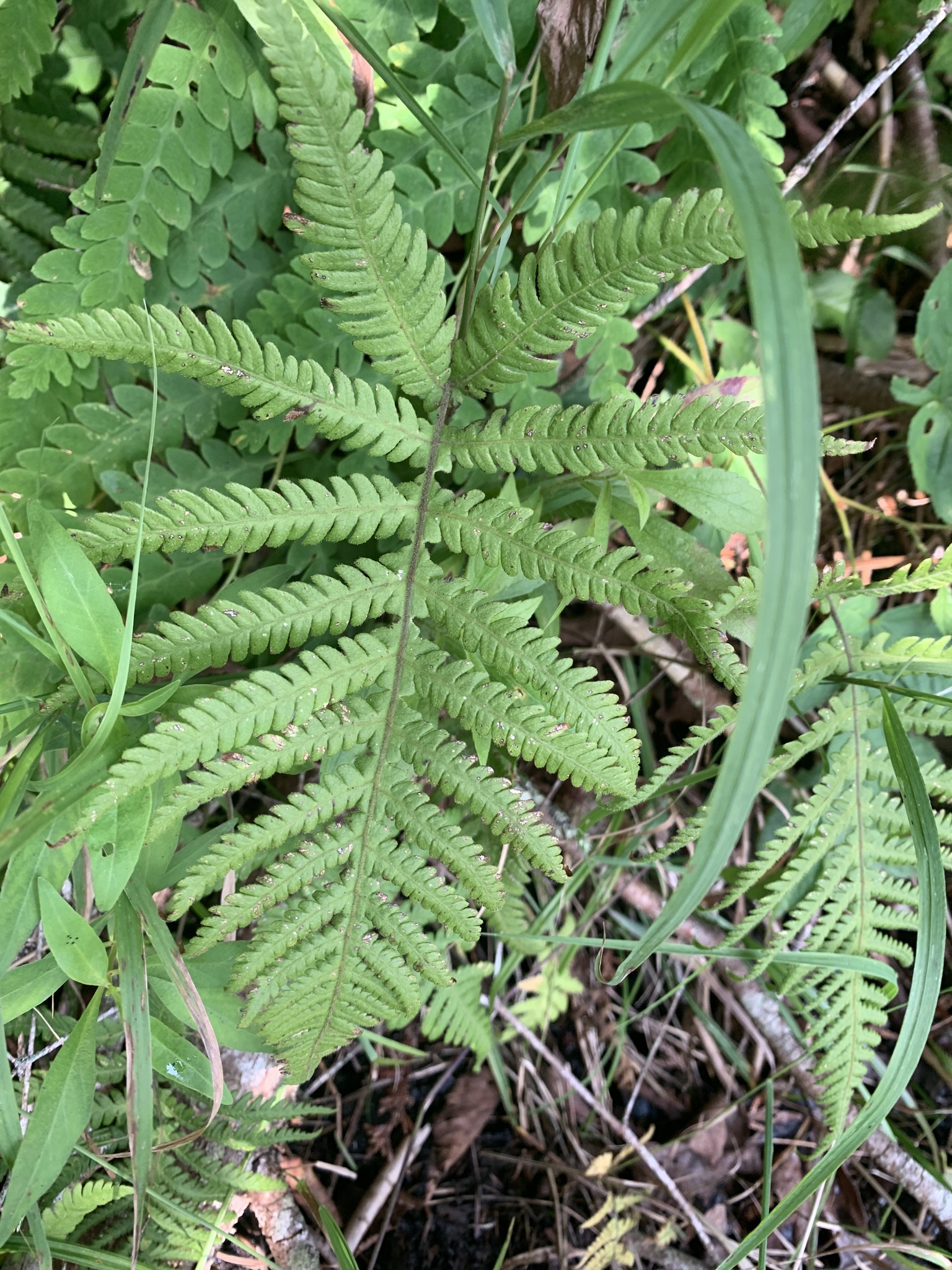 Tall Beech Fern (Phegopteris excelsior)