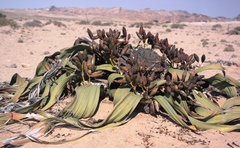 Welwitschia mirabilis image