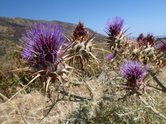 Cynara cardunculus cardunculus