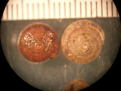 Euchemotrema