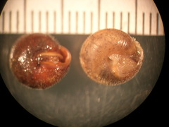 Euchemotrema