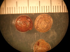 Euchemotrema