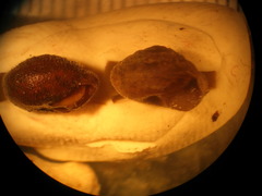 Euchemotrema