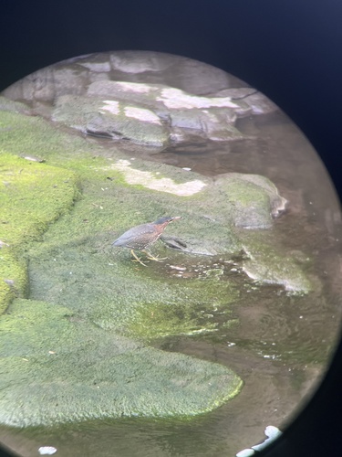 Green Heron photographed in South Dakota