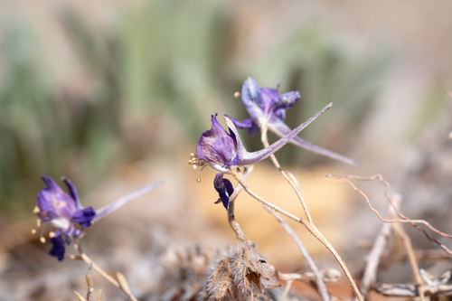 Rhodian Larkspur (Delphinium arenarium)