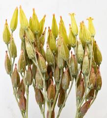 Kalanchoe brachyloba