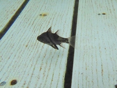 Sphaeramia orbicularis