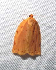 Archips rileyana
