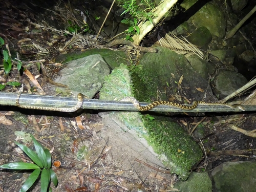 Australian Scrub Python sighting